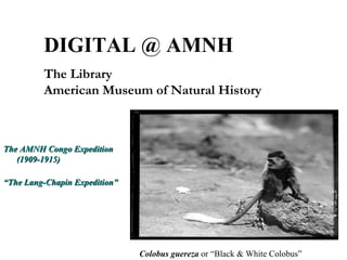 The AMNH Congo ExpeditionThe AMNH Congo Expedition
(1909-1915)(1909-1915)
“The Lang-Chapin Expedition”“The Lang-Chapin Expedition”
Colobus guereza or “Black & White Colobus”
DIGITAL @ AMNH
The Library
American Museum of Natural History
 