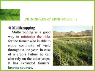 4) Multicropping
Multicropping is a good
way to minimize the risks
for the farmer who is able to
enjoy continuity of yield
throughout the year. In case
of a crop’s failure he can
also rely on the other crops.
It has expanded farmers’
income sources.
PRINCIPLES of ZBNF (Contd…)
 