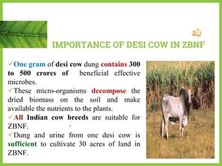 One gram of desi cow dung contains 300
to 500 crores of beneficial effective
microbes.
These micro-organisms decompose the
dried biomass on the soil and make
available the nutrients to the plants.
All Indian cow breeds are suitable for
ZBNF.
Dung and urine from one desi cow is
sufficient to cultivate 30 acres of land in
ZBNF.
IMPORTANCE OF DESI COW IN ZBNF
.
 