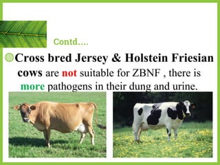 ◍Cross bred Jersey & Holstein Friesian
cows are not suitable for ZBNF , there is
more pathogens in their dung and urine.
Contd….
 