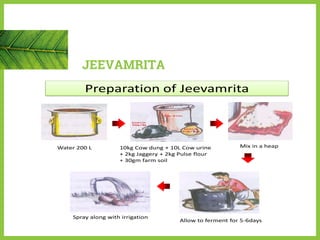 JEEVAMRITA
Preparation of Jeevamrita
Water 200 L 10kg Cow dung + 10L Cow urine
+ 2kg Jaggery + 2kg Pulse flour
+ 30gm farm soil
Mix in a heap
Allow to ferment for 5-6days
Spray along with irrigation
 