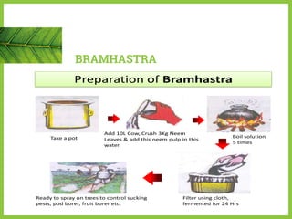 BRAMHASTRA
Preparation of Bramhastra
Take a pot
Add 10L Cow, Crush 3Kg Neem
Leaves & add this neem pulp in this
water
Boil solution
5 times
Filter using cloth,
fermented for 24 Hrs
Ready to spray on trees to control sucking
pests, pod borer, fruit borer etc.
 