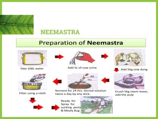 NEEMASTRA
Preparation of Neemastra
Take 100L water Add 5L of cow urine
Add 5kg cow dung
Crush 5kg neem leave,
add the pulp
ferment for 24 Hrs. Stirred solution
twice a day by any stick.Filter using a cloth
Ready for
Spray for
sucking pests
& Mealy Bug
 