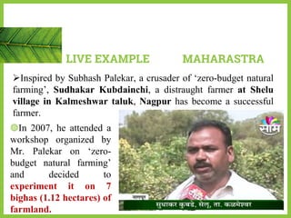 ◍In 2007, he attended a
workshop organized by
Mr. Palekar on ‘zero-
budget natural farming’
and decided to
experiment it on 7
bighas (1.12 hectares) of
farmland.
LIVE EXAMPLE MAHARASTRA
Inspired by Subhash Palekar, a crusader of ‘zero-budget natural
farming’, Sudhakar Kubdainchi, a distraught farmer at Shelu
village in Kalmeshwar taluk, Nagpur has become a successful
farmer.
 