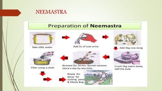 NEEMASTRA
 