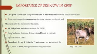 IMPORTANCE OF DESI COW IN ZBNF
 One gram of desi cow dung contains 300 to 500 crores of beneficial effective microbes.
 These micro-organisms decompose the dried biomass on the soil and
Make available the nutrients to the plants.
 All Indian cow breeds are suitable for ZBNF.
 Dung and urine from one desi cow is sufficient to cultivate
30 acres of land in ZBNF.
 Cross bred Jersey & Holstein Friesian cows are not suitable for
ZBNF , there is more pathogens in their dung and urine. Fig. Desi Cow
 