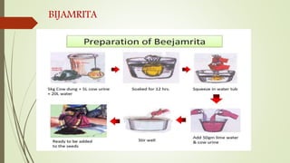 BIJAMRITA
 