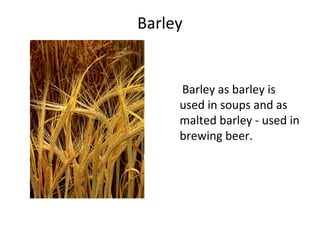 Barley
Barley as barley is
used in soups and as
malted barley - used in
brewing beer.
 