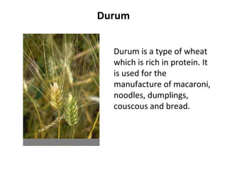 Durum
Durum is a type of wheat
which is rich in protein. It
is used for the
manufacture of macaroni,
noodles, dumplings,
couscous and bread.
 