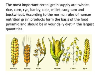 The most important cereal grain supply are: wheat,
rice, corn, rye, barley, oats, millet, sorghum and
buckwheat. According to the normal rules of human
nutrition grain products form the basis of the food
pyramid and should be in your daily diet in the largest
quantities.
 