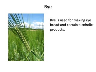 Rye
Rye is used for making rye
bread and certain alcoholic
products.
 