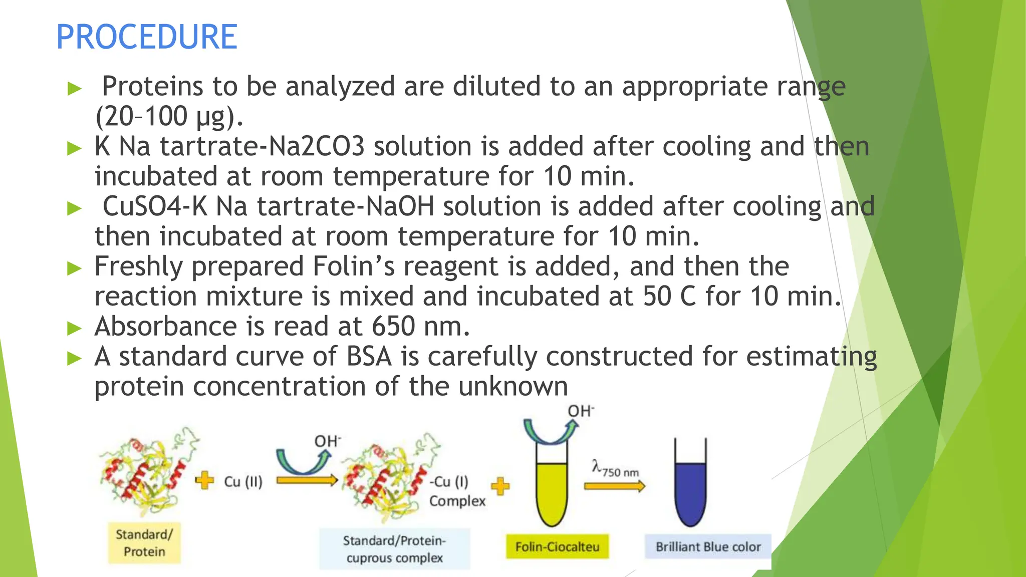 PROCEDURE
► Proteins to be analyzed are diluted to an appropriate range
(20–100 μg).
► K Na tartrate-Na2CO3 solution is added after cooling and then
incubated at room temperature for 10 min.
► CuSO4-K Na tartrate-NaOH solution is added after cooling and
then incubated at room temperature for 10 min.
► Freshly prepared Folin’s reagent is added, and then the
reaction mixture is mixed and incubated at 50 C for 10 min.
► Absorbance is read at 650 nm.
► A standard curve of BSA is carefully constructed for estimating
protein concentration of the unknown
 
