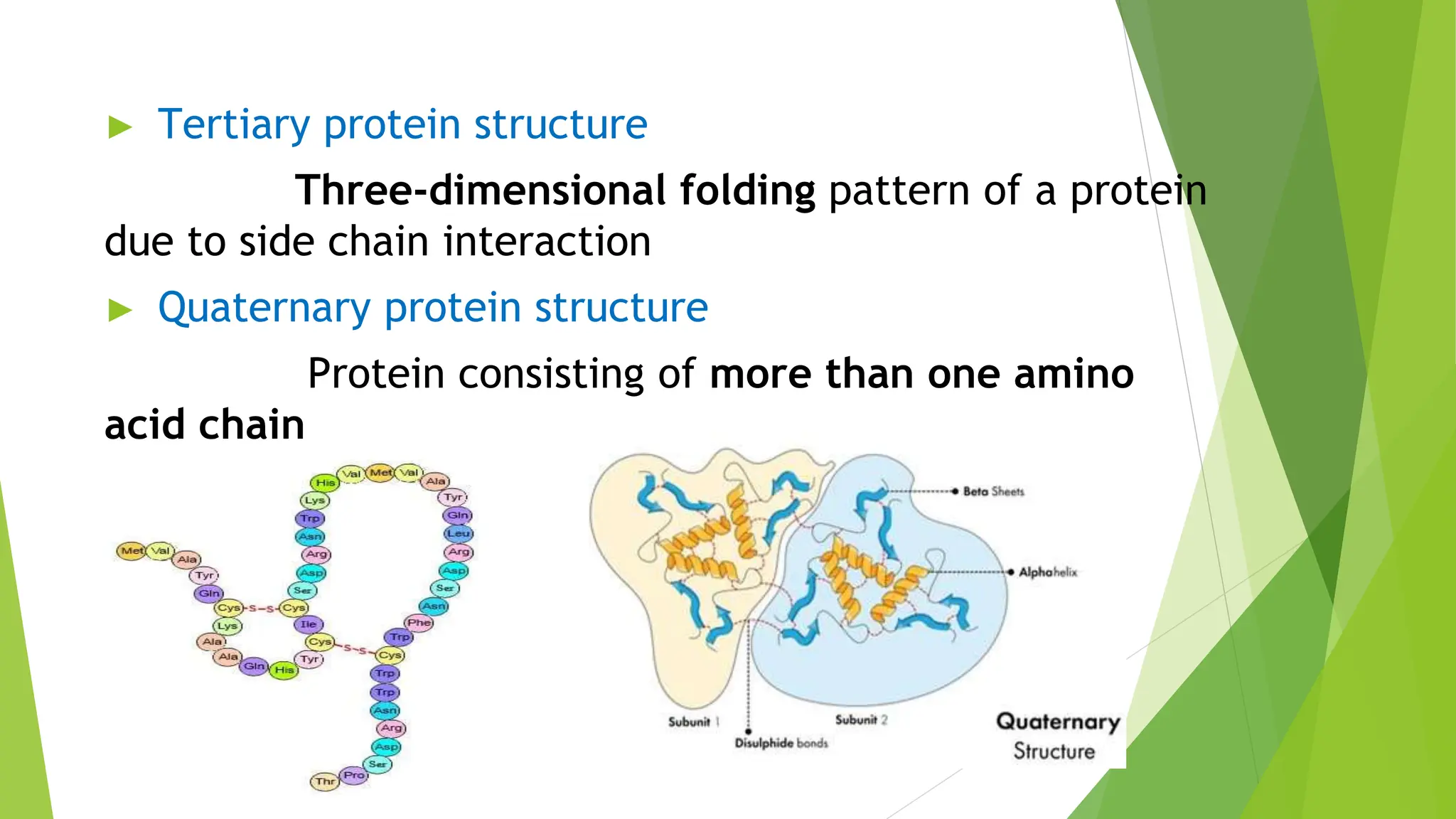 ► Tertiary protein structure
Three-dimensional folding pattern of a protein
due to side chain interaction
► Quaternary protein structure
Protein consisting of more than one amino
acid chain
 