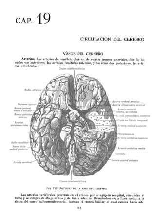 Capítulo 19. circulación del cerebro