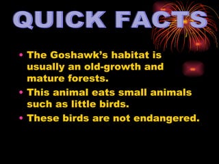 The Goshawk’s habitat is usually an old-growth and mature forests. This animal eats small animals such as little birds. These birds are not endangered. QUICK FACTS