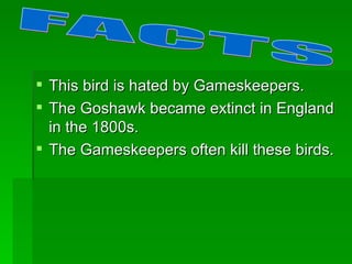 This bird is hated by Gameskeepers. The Goshawk became extinct in England in the 1800s. The Gameskeepers often kill these birds. FACTS