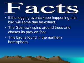 If the logging events keep happening this bird will some day be extinct. The Goshawk spins around trees and chases its prey on foot. This bird is found in the northern hemisphere. Facts