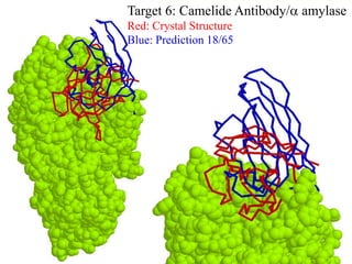 Target 6: Camelide Antibody/a amylase
Red: Crystal Structure
Blue: Prediction 18/65
 