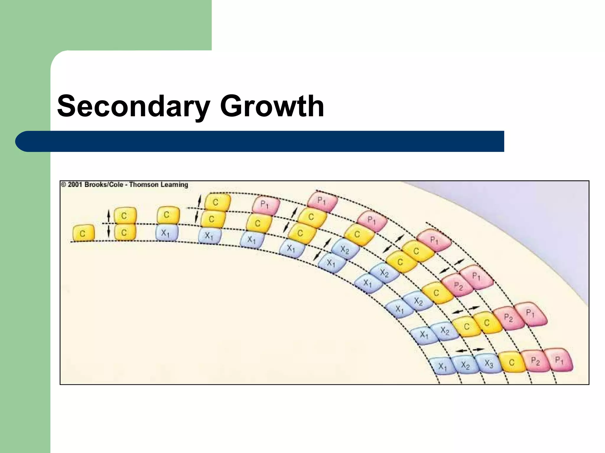 Secondary Growth 