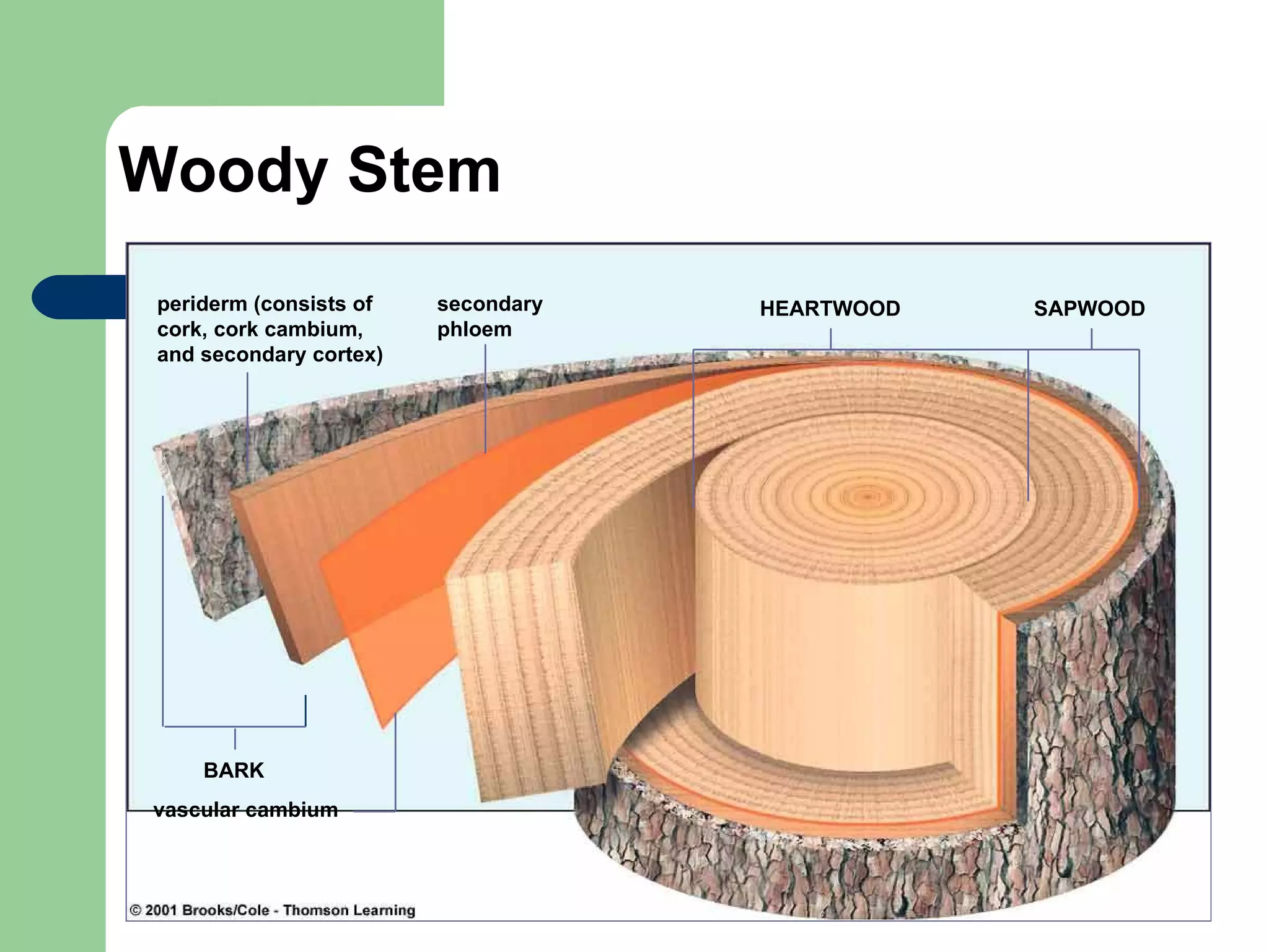 Woody Stem periderm (consists of cork, cork cambium, and secondary cortex) secondary phloem BARK HEARTWOOD SAPWOOD vascular cambium 