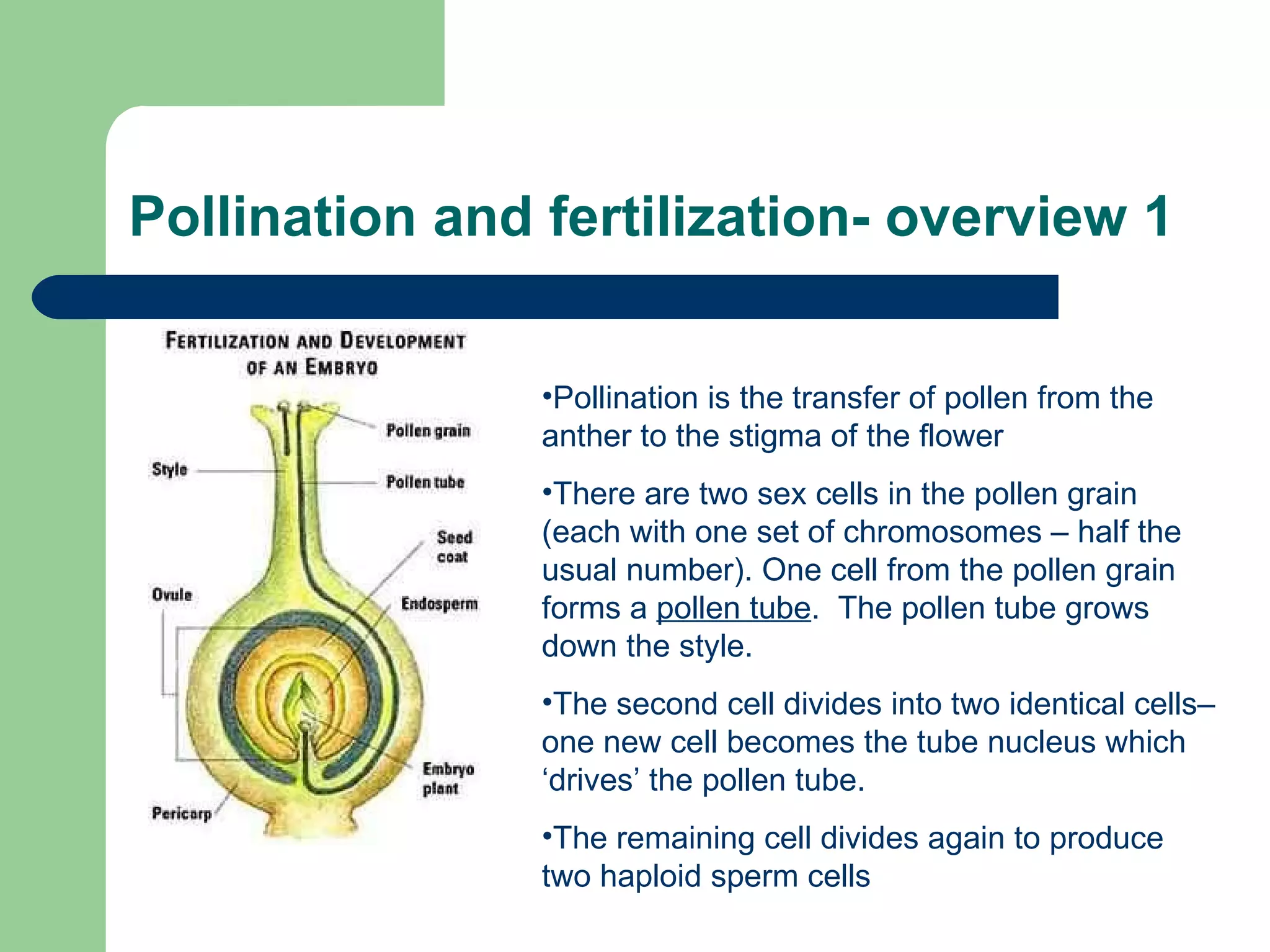 Pollination and fertilization- overview 1 Pollination is the transfer of pollen from the anther to the stigma of the flower  There are two sex cells in the pollen grain (each with one set of chromosomes – half the usual number). One cell from the pollen grain forms a  pollen tube .  The pollen tube grows down the style. The second cell divides into two identical cells– one new cell becomes the tube nucleus which ‘drives’ the pollen tube.  The remaining cell divides again to produce two haploid sperm cells 