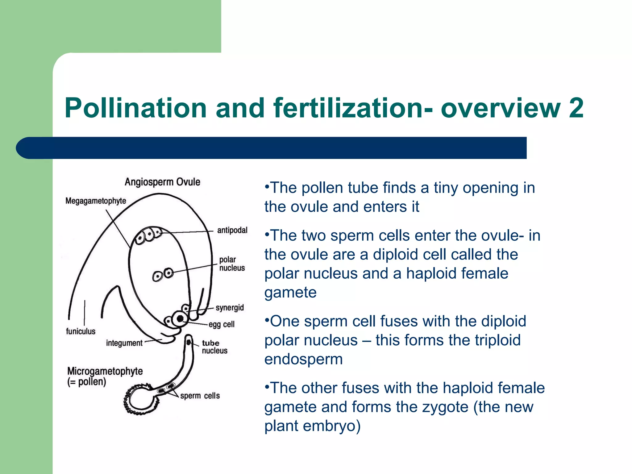 Pollination and fertilization- overview 2 The pollen tube finds a tiny opening in the ovule and enters it  The two sperm cells enter the ovule- in the ovule are a diploid cell called the polar nucleus and a haploid female gamete One sperm cell fuses with the diploid polar nucleus – this forms the triploid endosperm The other fuses with the haploid female gamete and forms the zygote (the new plant embryo) 