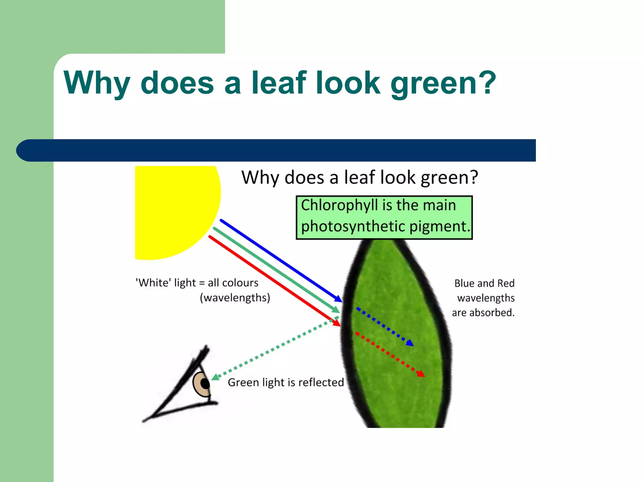 Why does a leaf look green? 