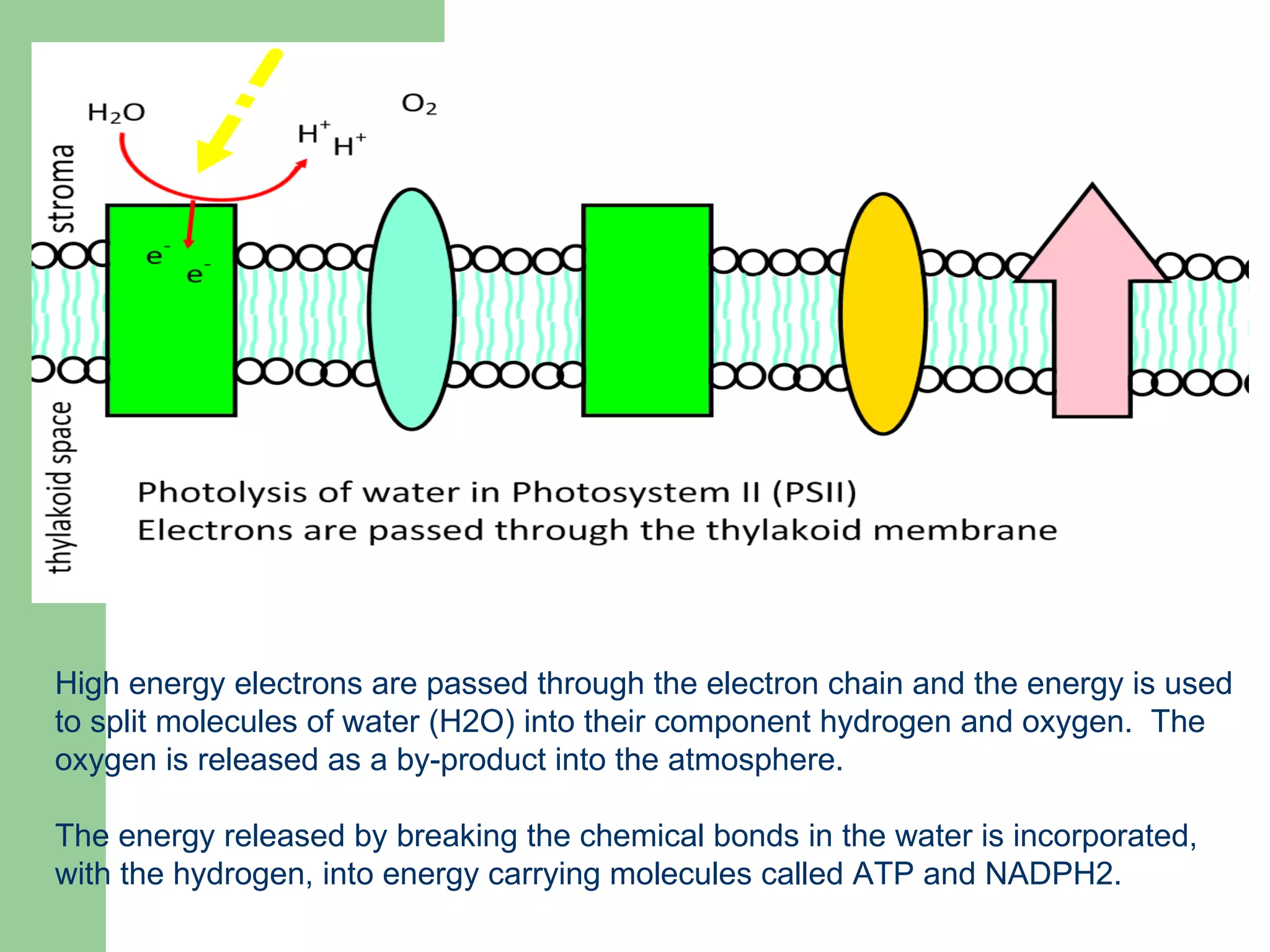 High energy electrons are passed through the electron chain and the energy is used to split molecules of water (H2O) into their component hydrogen and oxygen.  The oxygen is released as a by-product into the atmosphere. The energy released by breaking the chemical bonds in the water is incorporated, with the hydrogen, into energy carrying molecules called ATP and NADPH2. 