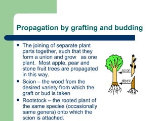 Propagation by grafting and budding The joining of separate plant parts together, such that they form a union and grow   as one plant.  Most apple, pear and stone fruit trees are propagated in this way. Scion – the wood from the desired variety from which the graft or bud is taken Rootstock – the rooted plant of the same species (occasionally same genera) onto which the scion is attached. 