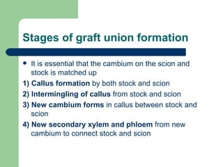 Stages of graft union formation It is essential that the cambium on the scion and stock is matched up 1)   Callus formation  by both stock and scion   2) Intermingling of callus  from stock and scion   3)   New cambium forms  in callus between stock and scion  4)   New secondary xylem and phloem  from new cambium to connect stock and scion   