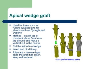 Apical wedge graft Used for trees such as  Fagus sylvatica  and for shrubs such as  Syringia  and  Daphne Method – cut off top of rootstock about 5cm from the ground and make a vertical cut in the centre Cut the scion to a wedge Insert and bind firmly. Aftercare – remove tape once the graft has taken, keep well watered. 