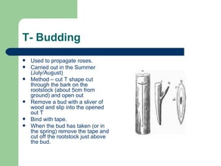 T- Budding Used to propagate roses.  Carried out in the Summer (July/August) Method – cut T shape cut through the bark on the rootstock (about 5cm from ground) and open out Remove a bud with a sliver of wood and slip into the opened out T Bind with tape. When the bud has taken (or in the spring) remove the tape and cut off the rootstock just above the bud. 
