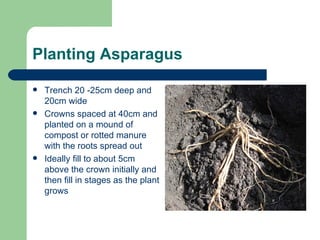 Planting Asparagus Trench 20 -25cm deep and 20cm wide Crowns spaced at 40cm and planted on a mound of compost or rotted manure with the roots spread out Ideally fill to about 5cm above the crown initially and then fill in stages as the plant grows 