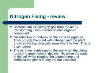 Nitrogen Fixing - review Bacteria can ‘fix’ nitrogen gas from the air by transforming it into a water soluble organic compound Rhizobia  live in nodules on the roots of legumes.  They provide the plant with nitrogen and the plant provides the bacteria with somewhere to live.  This is a  symbiosis The nitrogen is released to the soil when the plants roots and green growth decays.  So leave the roots in the soil when clearing the legume crop and compost the plants if they are not diseased. 