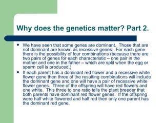 Why does the genetics matter? Part 2. We have seen that some genes are dominant.  Those that are not dominant are known as recessive genes.  For each gene there is the possibility of four combinations (because there are two pairs of genes for each characteristic – one pair in the mother and one in the father – which are split when the egg or sperm cell is produced.) If each parent has a dominant red flower and a recessive white flower gene then three of the resulting combinations will include the dominant gene and one will have a pair of recessive white flower genes.  Three of the offspring will have red flowers and one white.  This three to one ratio tells the plant breeder that both parents have dominant red flower genes.  If the offspring were half white flowered and half red then only one parent has the dominant red gene. 