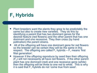 F 1  Hybrids Plant breeders want the plants they grow to be predictably the same but also to create new varieties.  They do this by identifying a parent that has two dominant genes for the desired feature (red flowers) and the other parent that has one dominant and one recessive. They then cross (by hand pollination) the parent strains. All of the offspring will have one dominant gene for red flowers so the breeder can be certain they will be the same in this respect.  The offspring are called F 1  hybrids – F 1  means ‘first filial generation’. However if the offspring reproduce by seed then their offspring (F 2 ) will not necessarily all have red flowers.  If the other parent plant has one dominant (red) and one recessive gene (white) then the offspring will be three to one red to white.  This is why it is said that F 1  hybrids do not ‘come true from seed’.   
