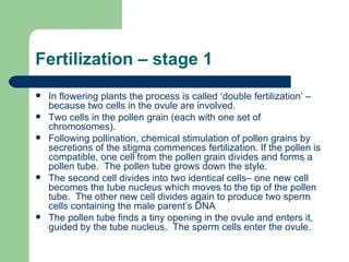 Fertilization – stage 1  In flowering plants the process is called ‘double fertilization’ – because two cells in the ovule are involved. Two cells in the pollen grain (each with one set of chromosomes). Following pollination, chemical stimulation of pollen grains by secretions of the stigma commences fertilization. If the pollen is compatible, one cell from the pollen grain divides and forms a pollen tube.  The pollen tube grows down the style. The second cell divides into two identical cells– one new cell becomes the tube nucleus which moves to the tip of the pollen tube.  The other new cell divides again to produce two sperm cells containing the male parent’s DNA The pollen tube finds a tiny opening in the ovule and enters it, guided by the tube nucleus.  The sperm cells enter the ovule. 