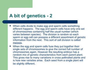 A bit of genetics - 2 When cells divide to make egg and sperm cells something different happens.  The egg and sperm cells have only one set of chromosomes containing half the usual number (which varies between species).  The division is random so each sperm or egg cell can possess a different assortment of genetic information from the next.  This sort of cell division is called  meiosis . When the egg and sperm cells fuse they put together their single sets of chromosomes to give the correct full number of chromosomes again. However the resulting embryo has a random mix of genetic characteristics from each parent plant.  This gives rise to many variations in cross pollinated plants and is how new varieties arise.  Each seed from a single plant will be slightly different . 