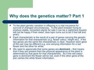 Why does the genetics matter? Part 1 To the plant genetic variation in offspring is a vital insurance for survival of changed circumstances.  To the plant breeder trying to produce stable, consistent plants for sale it can be a nightmare (buyers will not be happy if their dwarf, blue lupin turns out to be 5 foot tall and pink!). Each characteristic is the result of a pair of genes carrying the genetic information for that characteristic (e.g. flower colour, height etc).  If the two genes are the same the characteristic is clear. However each gene of the pair may be different e.g. one carrying information for a red flower and the other for white. We need to appreciate that some genes are  dominant  – that means that if they are present then the physical appearance of the plant is determined by that gene for that characteristic.  So if the red colour gene is dominant the flower will be red, even if the other gene of the pair carries the white flower information. 