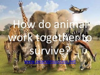 How do animal
work together to
survive?
www.pearsonsuccess.net