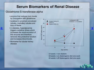 21
Scanning Microscopy
Diabetic Glomerular Capillaries Demonstrating Effacement
 