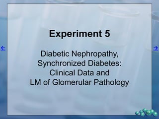 Protein Expression in the ZDSD
Glomerulus
36
 