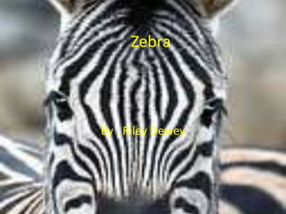Zebra By : Riley Dewey 
