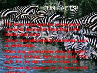 Mallory Anderson period 1, Zebra | PPT