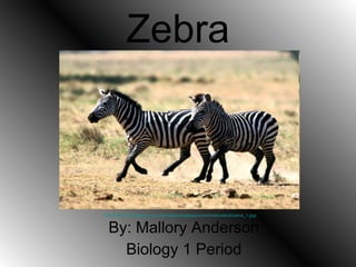 Zebra By: Mallory Anderson Biology 1 Period http://www.rexwallpapers.com/images/wallpapers/animals/zebra/zebra_1.jpg