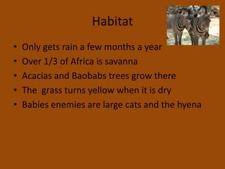 HabitatOnly gets rain a few months a yearOver 1/3 of Africa is savannaAcacias and Baobabs trees grow thereThe  grass turns yellow when it is dryBabies enemies are large cats and the hyena
