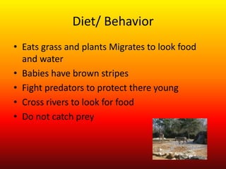 Diet/ Behavior Eats grass and plants Migrates to look food and waterBabies have brown stripesFight predators to protect there youngCross rivers to look for food Do not catch prey