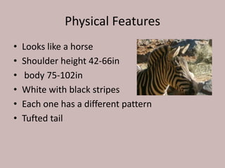 Physical FeaturesLooks like a horse Shoulder height 42-66in body 75-102inWhite with black stripesEach one has a different patternTufted tail