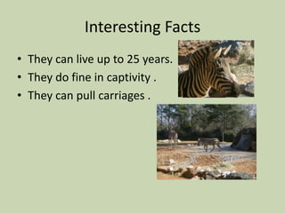 Interesting FactsThey can live up to 25 years.They do fine in captivity .They can pull carriages .