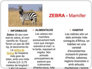 ZEBRA - Mamífer


   INFORMACIÓ            ALIMENTACIÓ                 HABITAT

  Zebra: El seu nom         Les zebres són         Les zebres són un
real és zebra, el nom          mamífers            dels animals més
 científic és “Equus”.   exclusivament herb      coneguts d'Àfrica, on
Tenen un pes de 300       ívors que mengen           habiten en una
 kg, la taxonomia és:     sobretot al matí i a
                                                        varietat
      La zebra de        la tarda, reposant al
                              migdia. Són
                                                     d'ecosistemes
  Grévy és l'espècie
                                animals            incloent-hi planes
     més gran de
totes, amb una mida        principalment de        d'herba, sabanes,
   d'entre 2,5 i 2,75         pastura que         regions boscoses o
 metres de longitud i         s'alimenten             amb arbusts,
                          d'herba tosca, fulle    muntanyes i turons
 